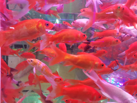 红色金鱼锦鲤鱼群