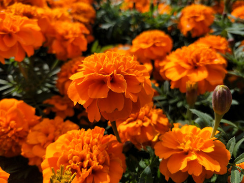 橙菊花