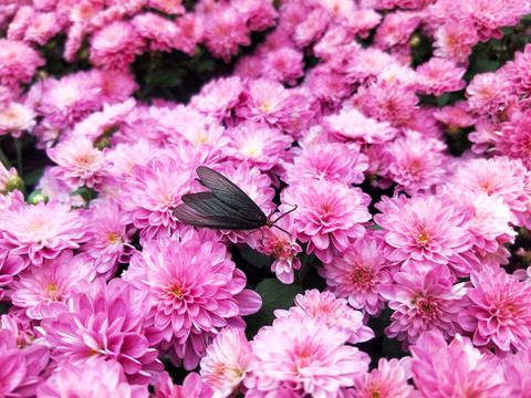 菊花紫