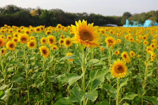 向日葵花海