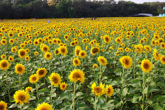 向陽花