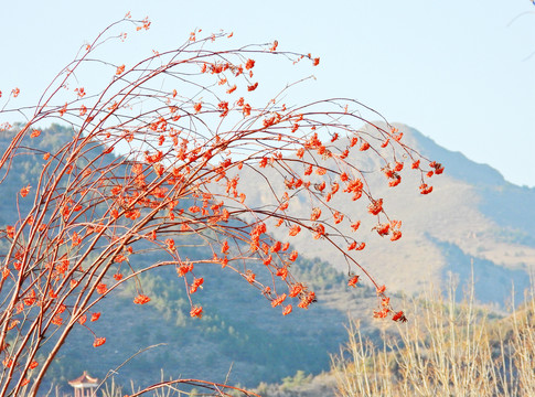 花揪树枝远山