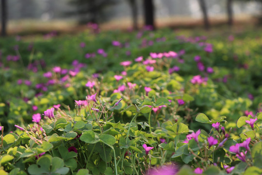 花丛花簇小花花朵