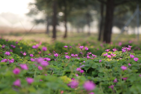 花丛花卉花簇小花