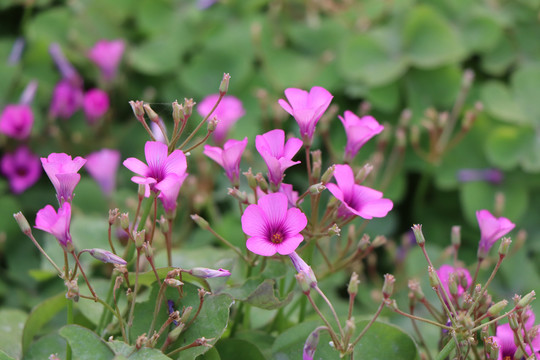 花丛花簇小花