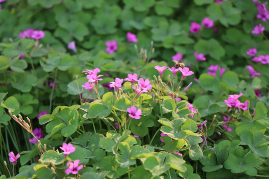 花丛花簇