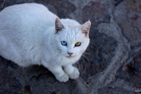 临清鸳鸯眼狮子猫