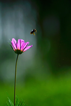 幽花蜂影