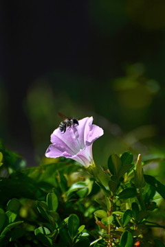 幽花蜂影