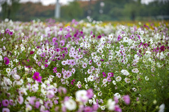 高清鲜花图片