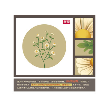 菊花圖