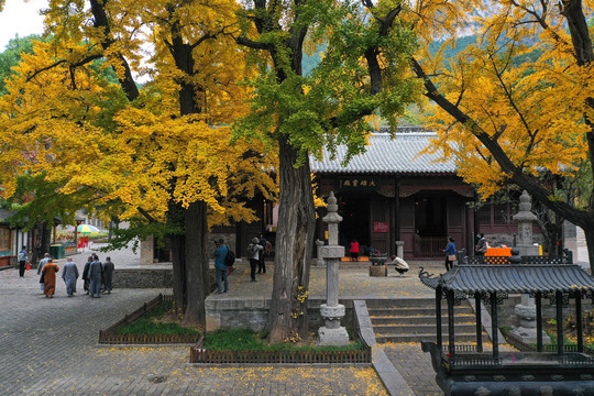 济南灵岩寺银杏树