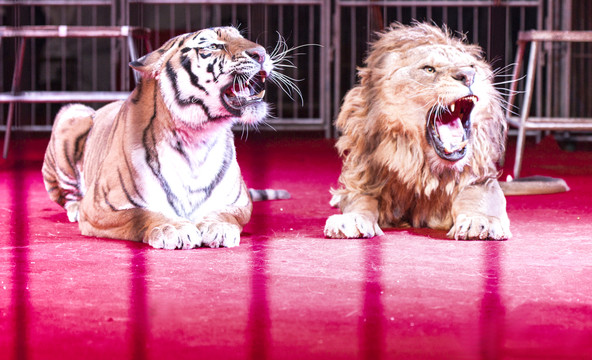 狮虎同怒