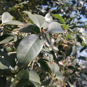 桂花种子