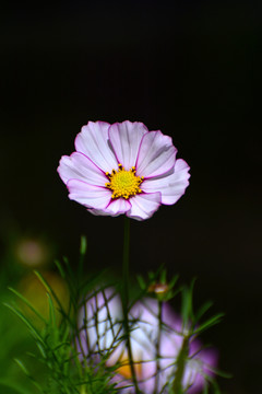 格桑花