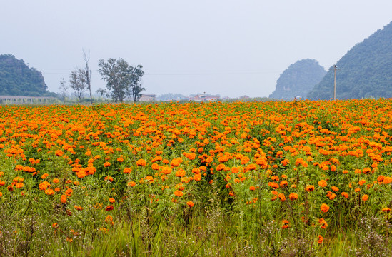 万寿菊