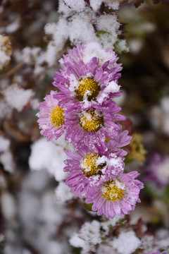 雪里菊花