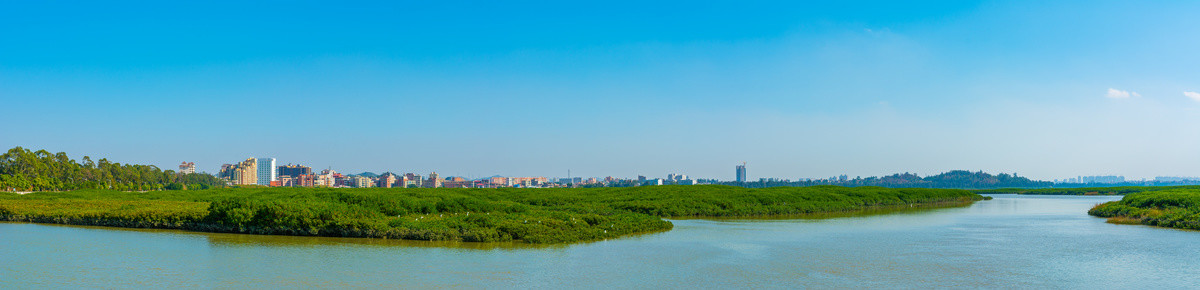 惠安洛阳江红树林全景