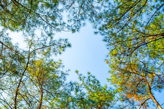 树枝天空