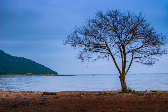 海边的一棵树