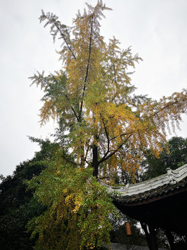 银杏树