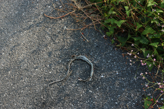死在路上的蛇