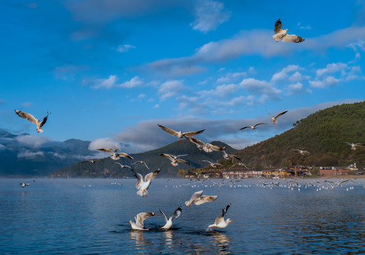 泸沽湖海鸥游船