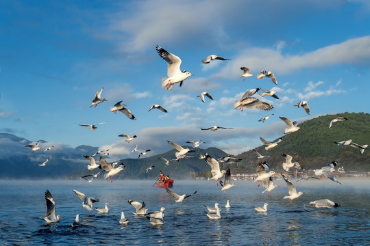 泸沽湖海鸥游船