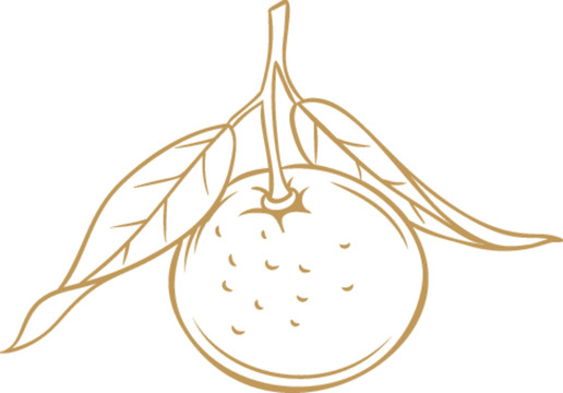 橙子矢量線描