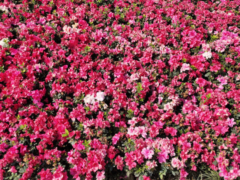 盛开的杜鹃花花海