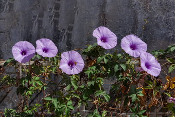 牵牛花