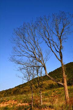 秋天枯树风景