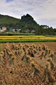 稻田秋景