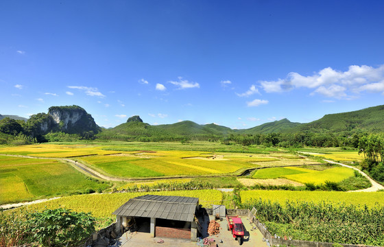 稻田秋景