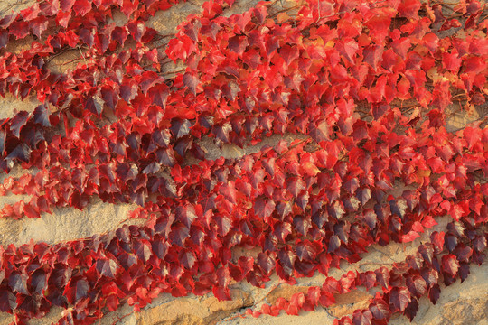 红叶植物墙