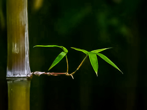 意境竹叶