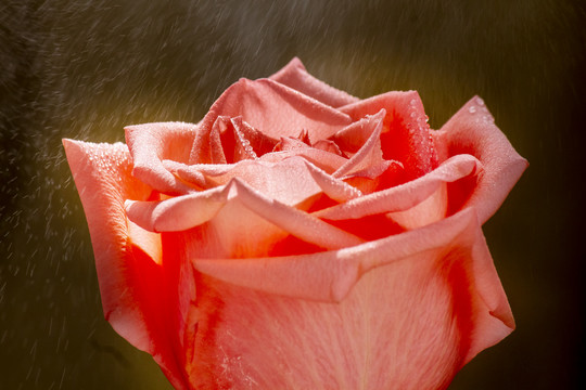 美丽的绽放红色玫瑰花的光影