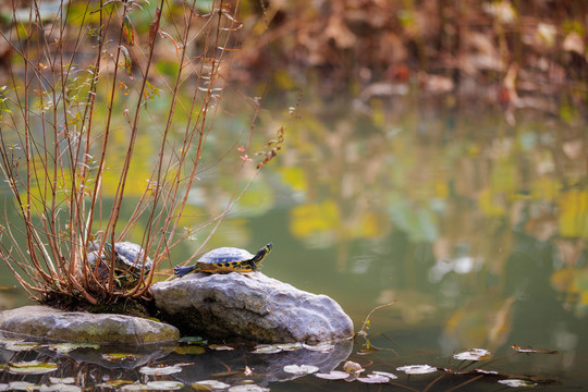 池塘乌龟