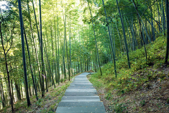 竹林小路