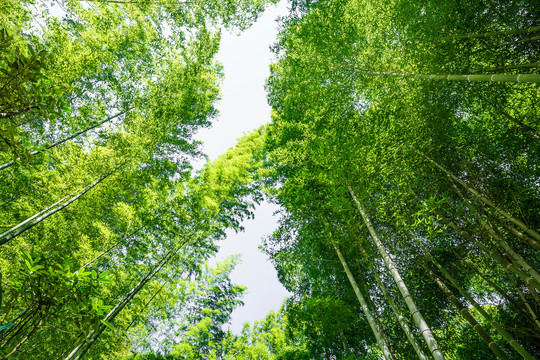 仰视竹林天空