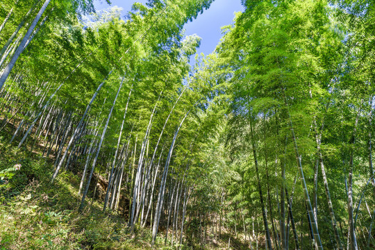 山坡绿竹林