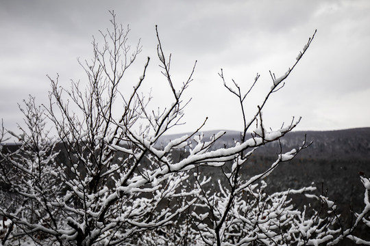 树枝白雪