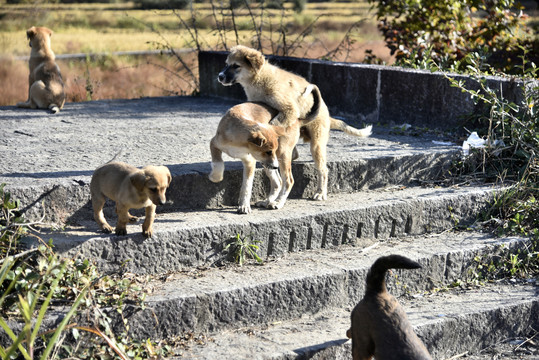 农村土狗