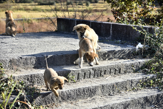 农村土狗