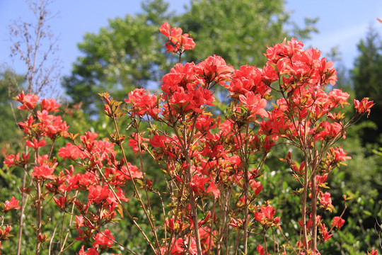 红色树花