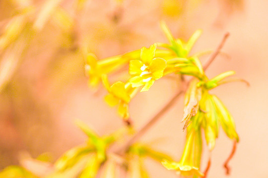 黄花菜