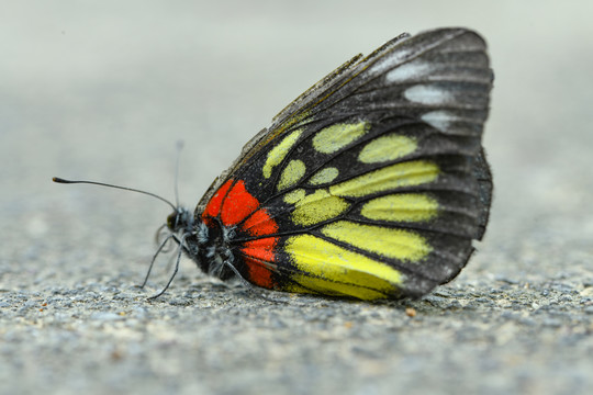 地上的报喜斑粉蝶