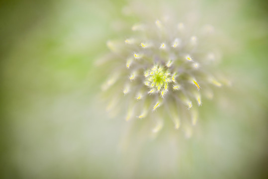 花草背景