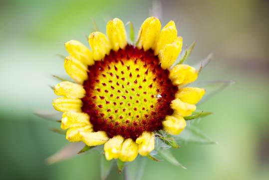 小菊花