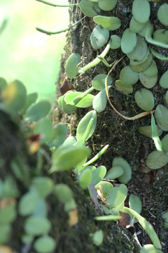 寄生植物